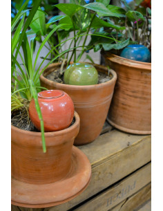 Pack 3 Oyas® à planter Mini... 2