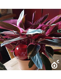 APS-SANGUINE-13-SANGUINE 2