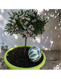 APS-BEA-17-BEA-FEUILLES 2