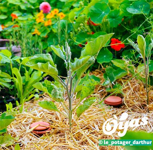 OYAS: Retour sur l'utilisation de pots horticoles comme oyas 