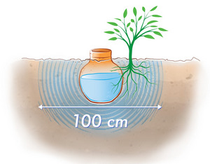 Oyas : ces jarres enterrées irriguent directement les plantes, les  économies d'eau sont conséquentes 